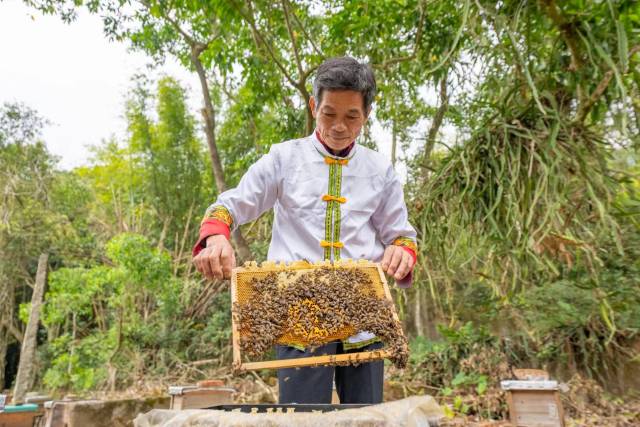 深汕农人正在养蜂酿蜜。