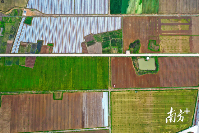 怀集县冷坑镇双禄垌蔬菜基地规模化标准化生产成效显著。