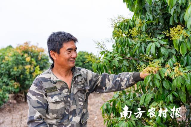 广东农垦水丰农场有限公司十八队荔枝基地技术总监陈子辉。