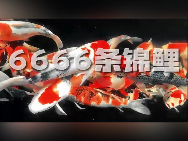食预·讯｜6666条锦鲤免费领！“好运馆”与您相约好运气